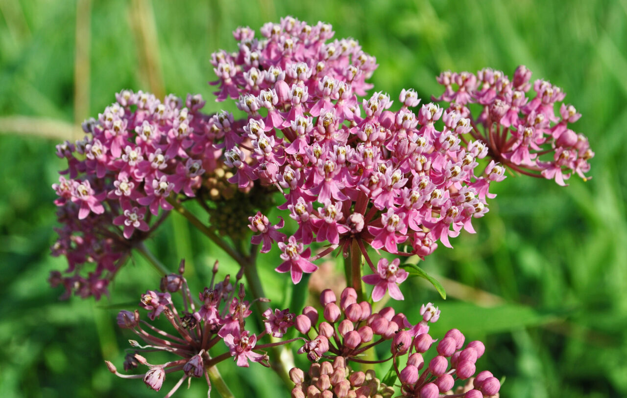 Swamp Milkweed - Photo Aaron Carlson