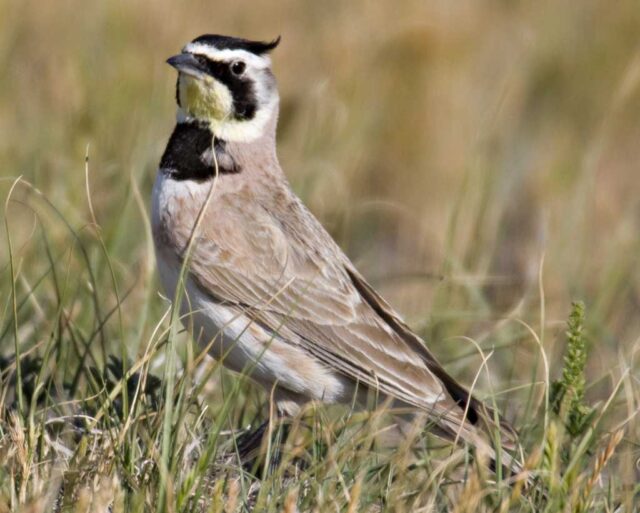 Horned Lark