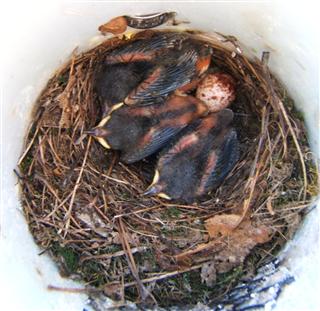 Three six-day-old Prothonotary Warblers are the latest family of 2011 with their first egg laid on July 5. They left the nest on July 31.