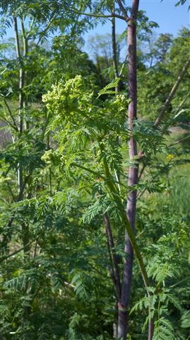 Poison Hemlock