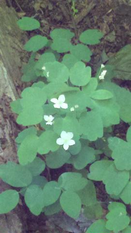 Wood Anemone