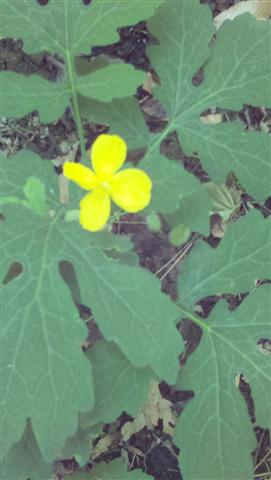 Wood Poppy