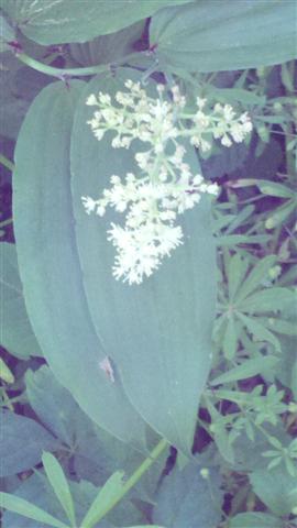 Solomon Seal