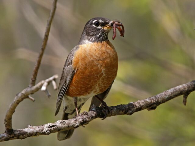 American Robin with Earthworms - Photo Earl Harrison