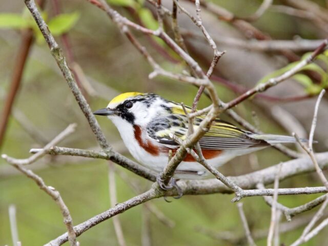 Chestnut-sided Warbler - Photo Earl Harrison