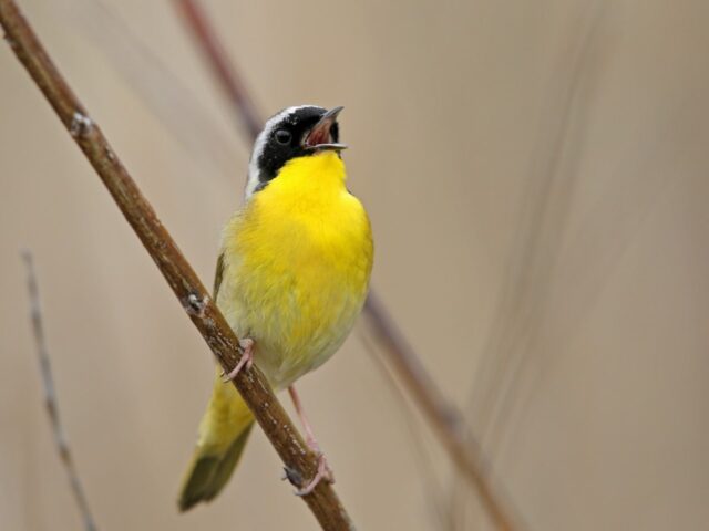 Common Yellowthroat Singing - Photo Earl Harrison