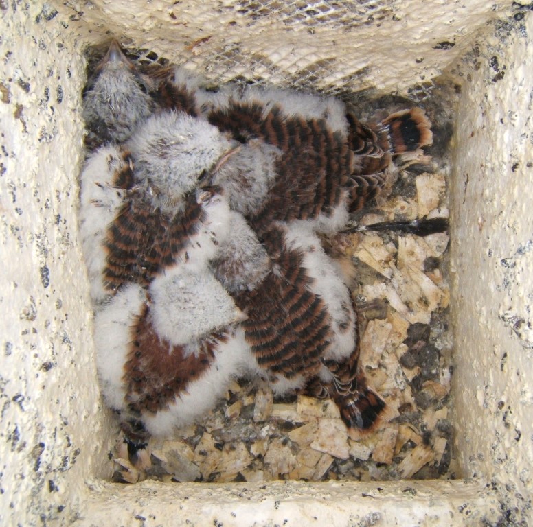 Five Young Kestrels in Box