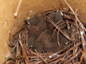 After growing for 16 days after hatching, six House Wrens are close to fledging