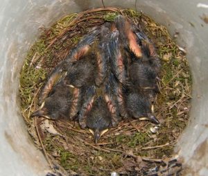 These six-day-old prothonotaries fledged five days later. Their nestlings mature fast and fledge 10 - 11 days after hatching.