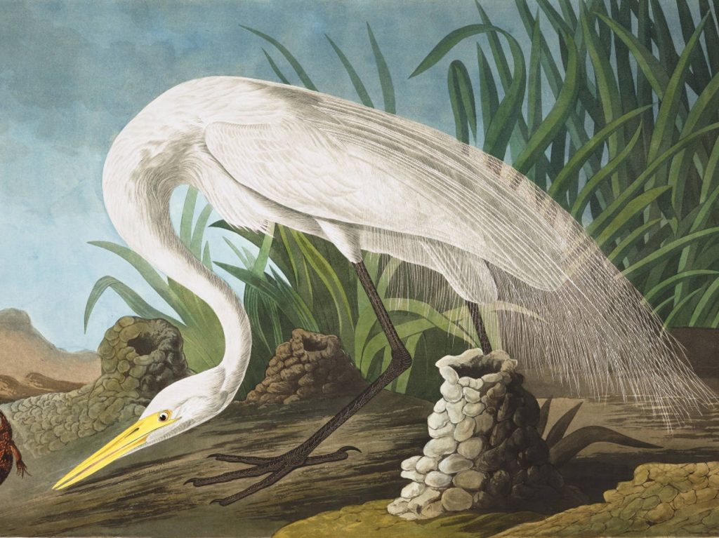 John James Audubon Plate 386 White Heron (Great Egret)