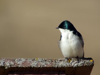 Tree Swallow in Profile