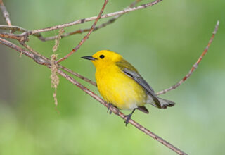 Prothonotary Warbler Photo Earl Harrison