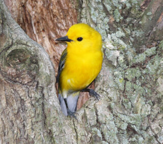 Prothonotary Warbler - Photo Earl Harrison