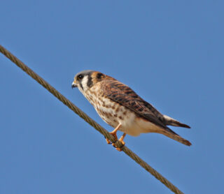 American Kestrel - Photo Earl Harrison