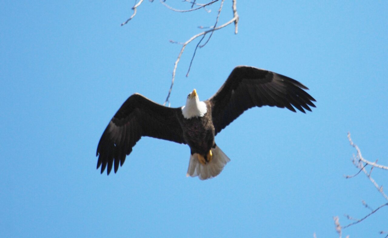 A Bald Eagle cruises over the Avid Birders at Magee Marsh