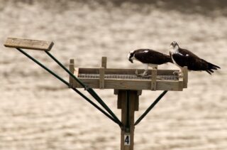 Ospreys on Platform at Alum Creek - Dick Tuttle