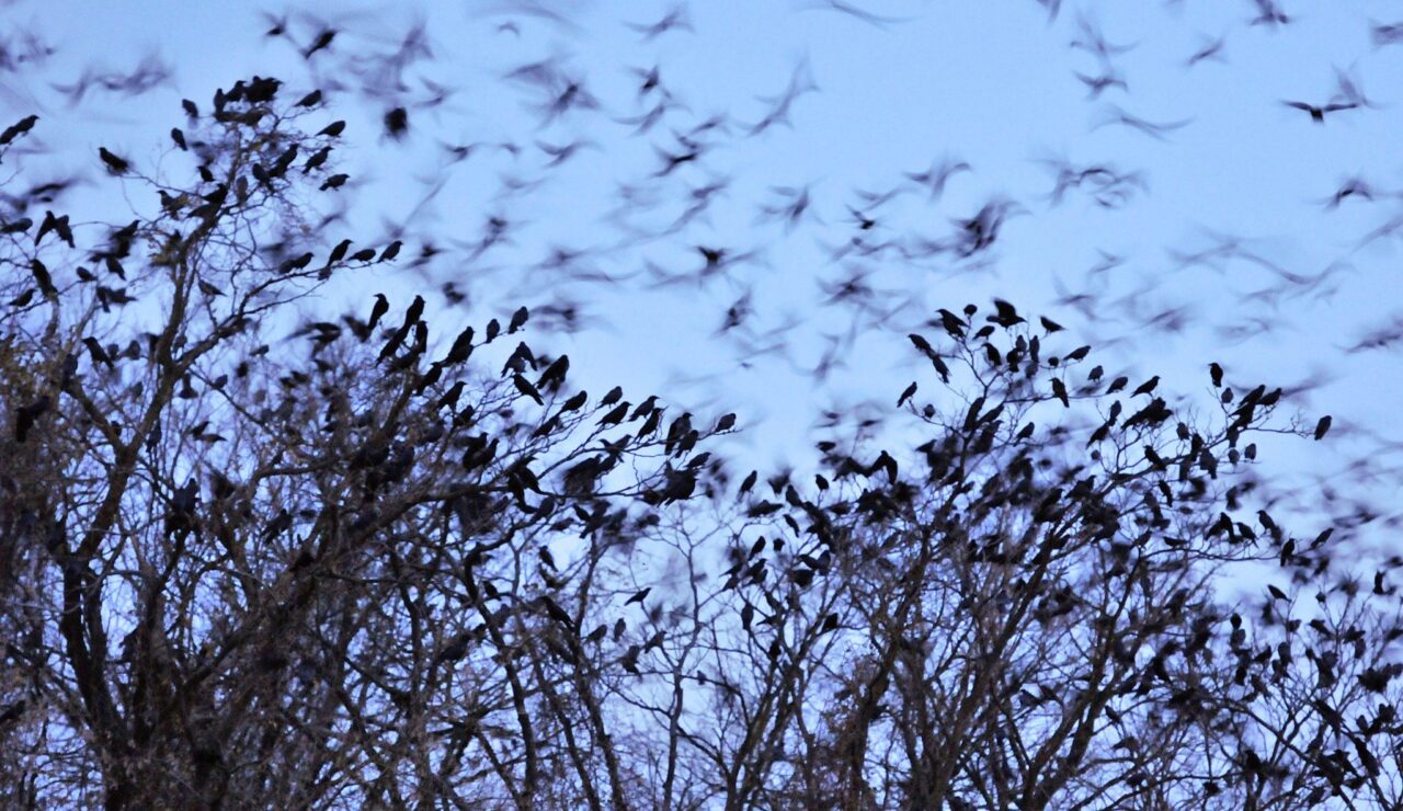 Crows at Roost in Lancaster PA