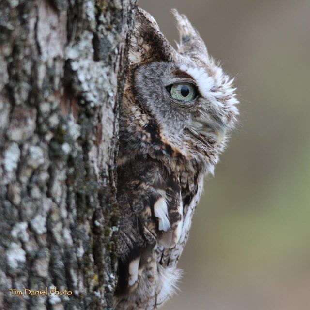 Eastern Screech Owl: Gray phase showing cryptic coloration against tree bark - Photo Tim Daneil