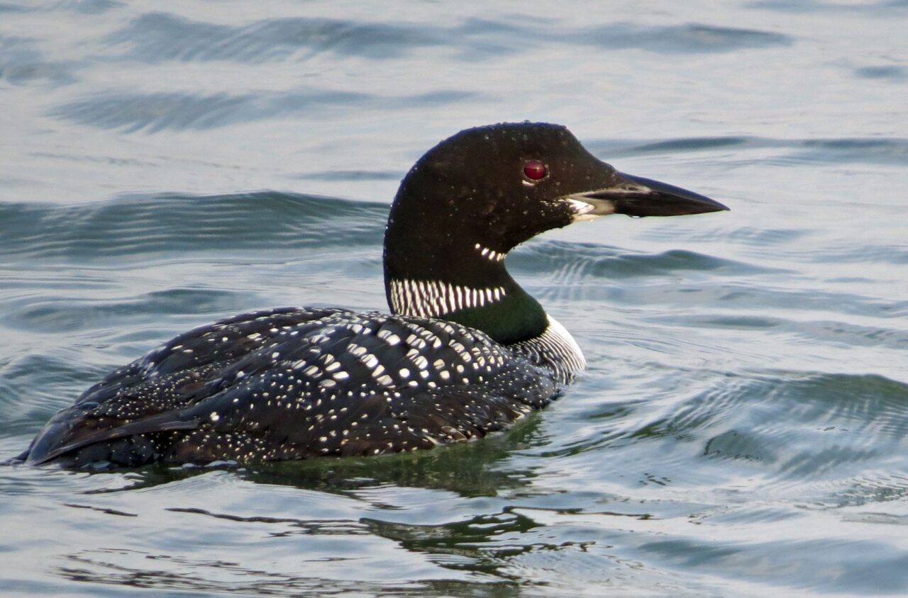 Common Loon - Photo Alexandra MacKenzie