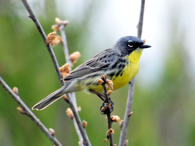 Kirtland's Warbler - Photo Joel Trick-USFWS