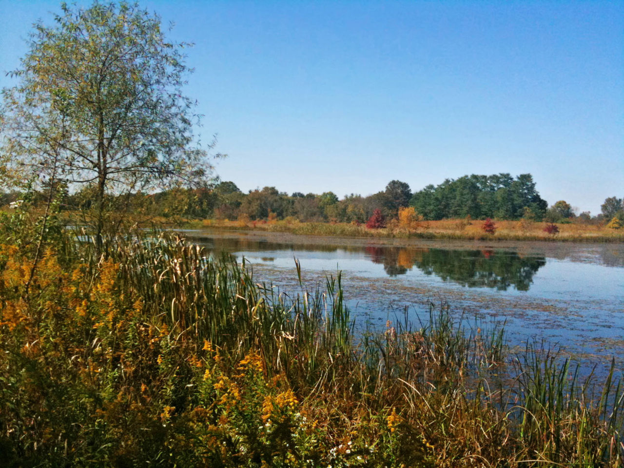 Rocky Fork Metro Park Wetland - Photo Kim Martin