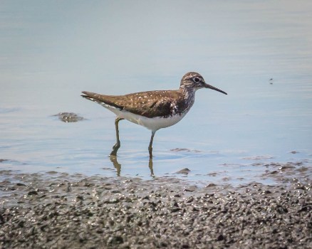 Solitary Sandpiper - Photo Bruce Satta