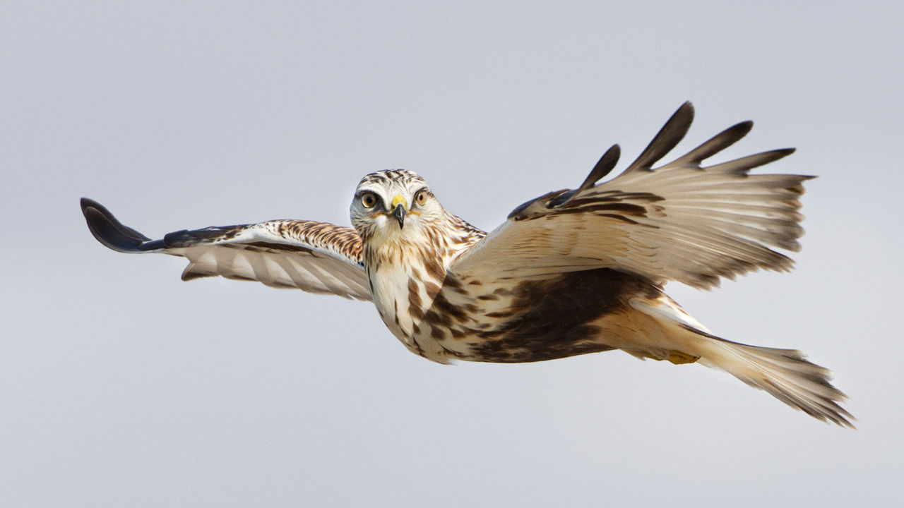 Rough-legged Hawk - Photo Ron Dudley