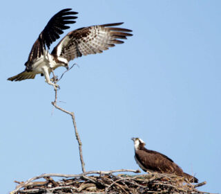 Ospreys at Scioto-Audubon Metro Park - Photo Scott Zimmermann