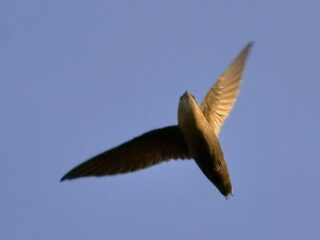 Chimney Swift Overhead - Photo Jim Mcculloch