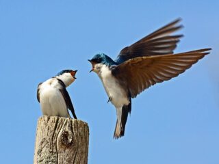 Tree Swallows - Photo Rodney Campbell