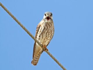 American Kestrel - Photo Earl Harrison