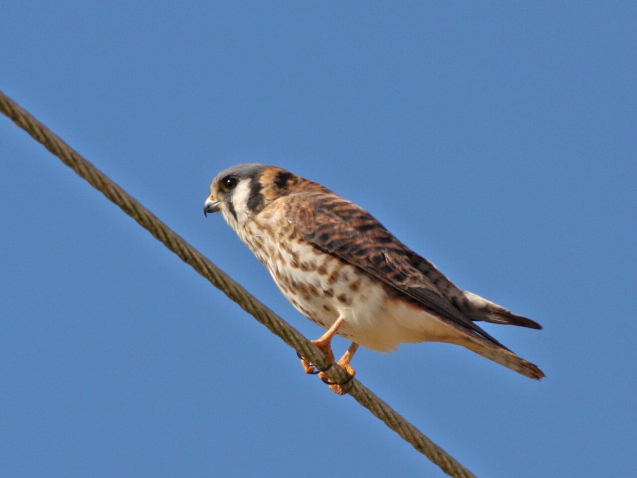 American Kestrel on Wire - Photo Earl Harrison