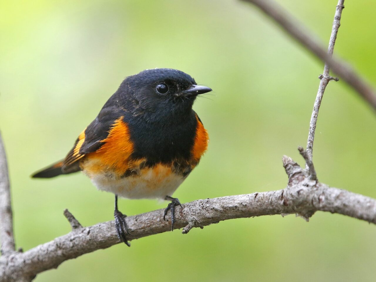 American Redstart - Photo Earl Harrison