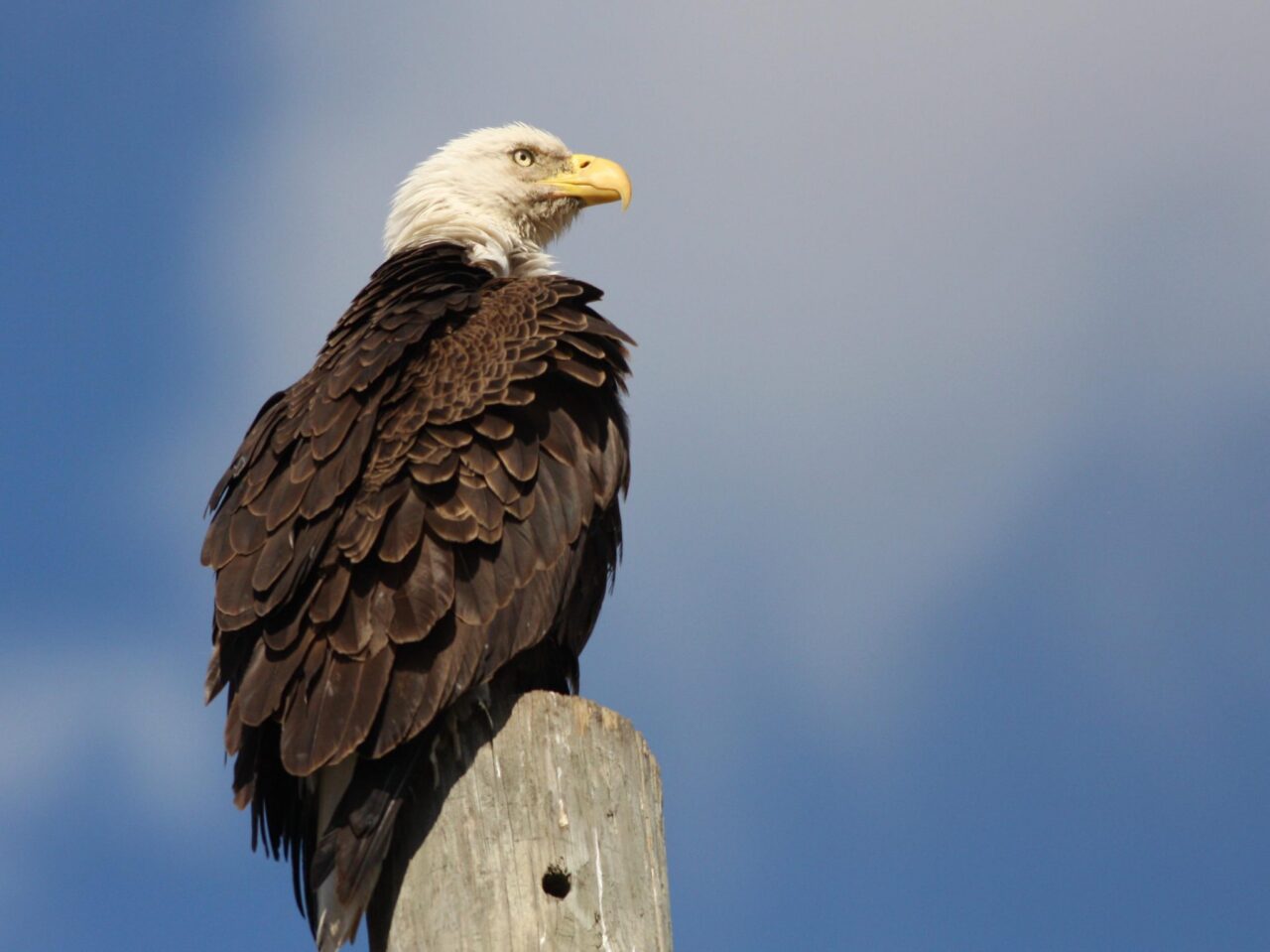 Bald Eagle - Photo Earl Harrison