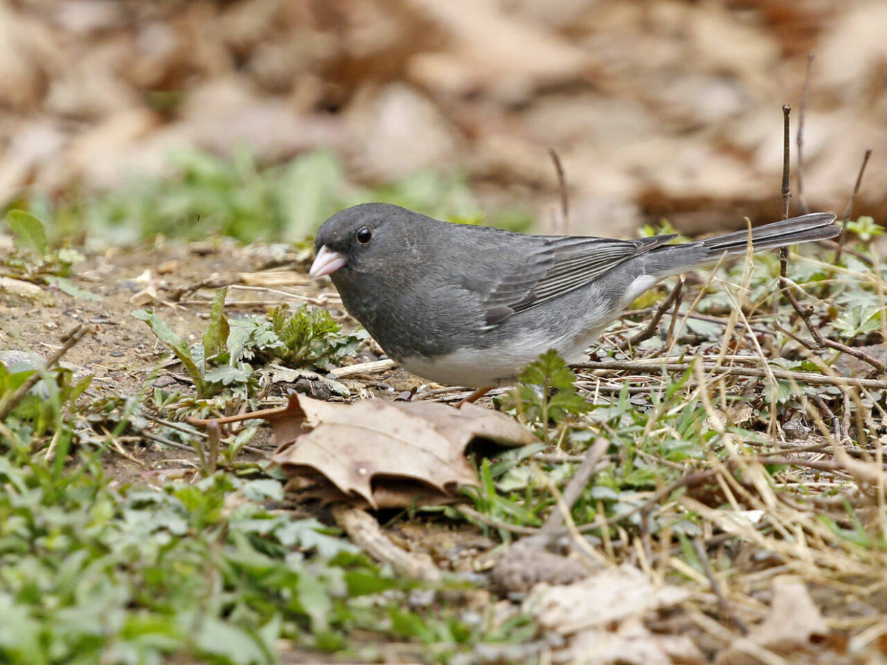 Dark-eyed Junco - Photo Earl Harrison