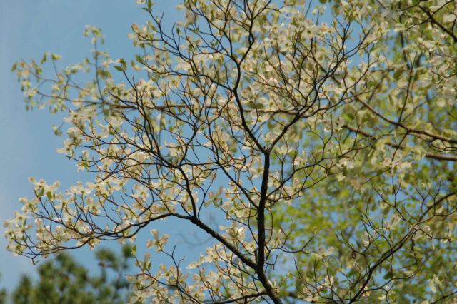 EcoWeekend: A FloweringTree