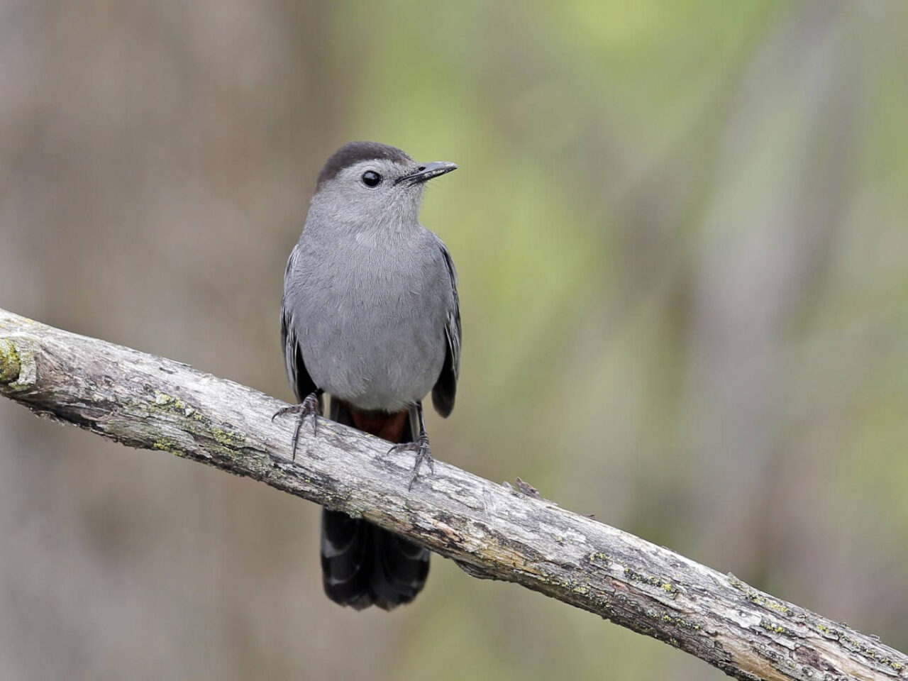 Gray Catbird - Photo Earl Harrison