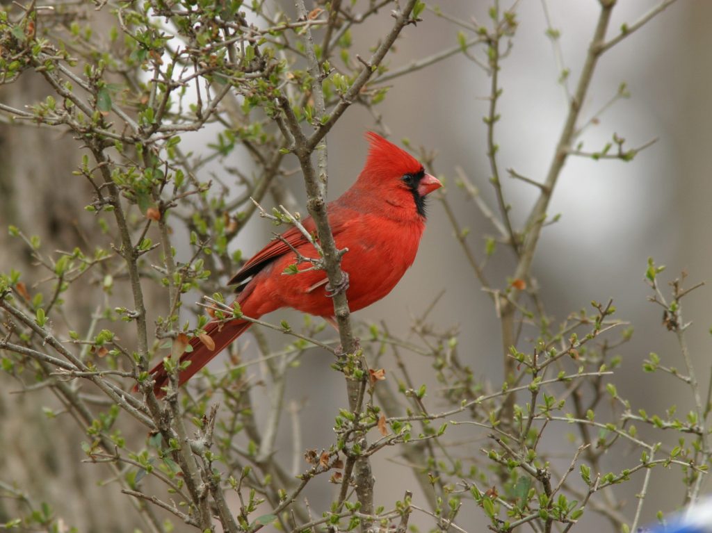 Northern Cardinal - Photo Earl Harrison