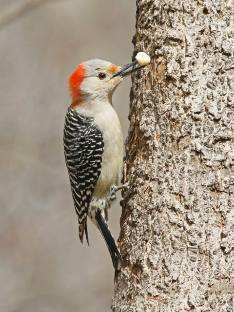 Red-bellied Woodpecker - Earl Harrison