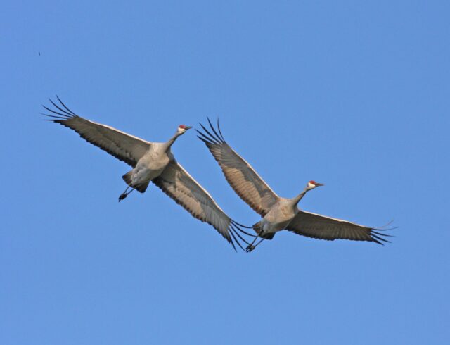 Sandhill Cranes in Flight - Photo Earl Harrison