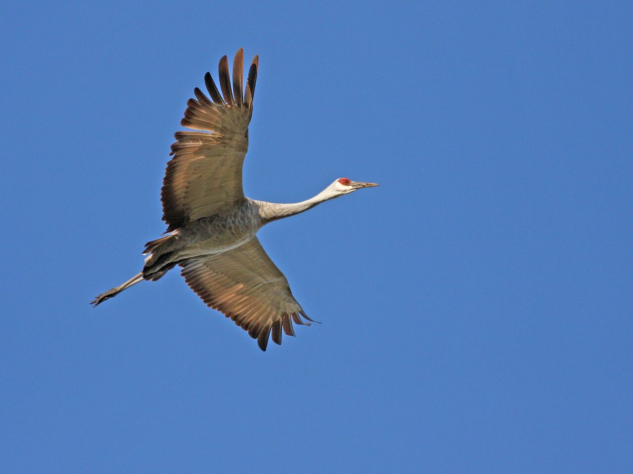 Sandhill Crane Soaring - Photo Earl Harrison