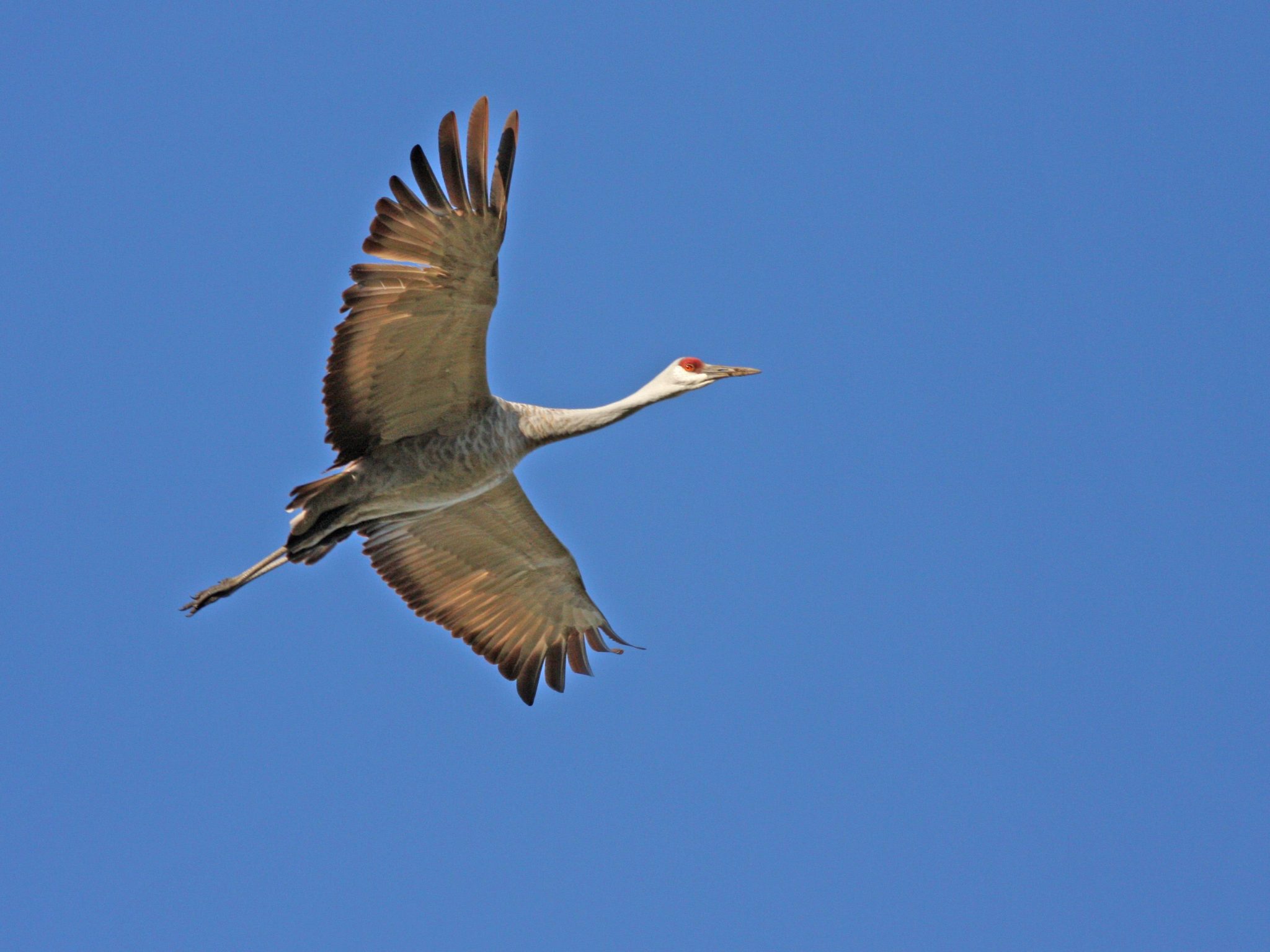 Christmas Bird Count 2009: Hoover Reservoir – Columbus Audubon