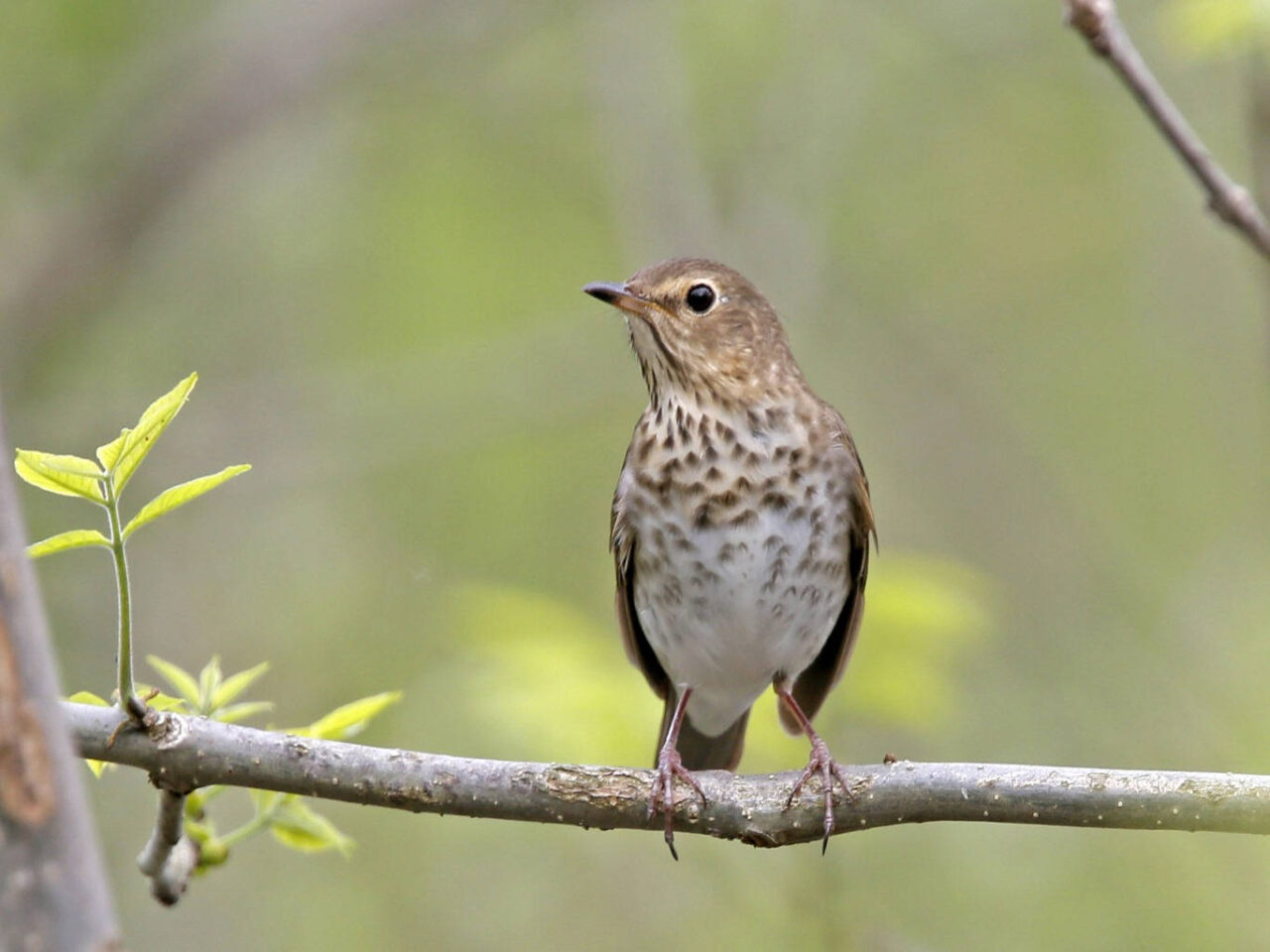 Swainsons Thrush - Photo Earl Harrison