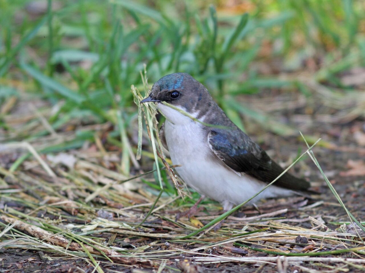 Tree Swallow Gathering Nesting Material - Photo Earl Harrison