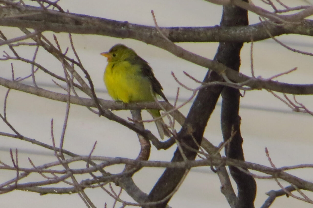 Western Tanager (female or immature male) - Photo Lisa Phelps