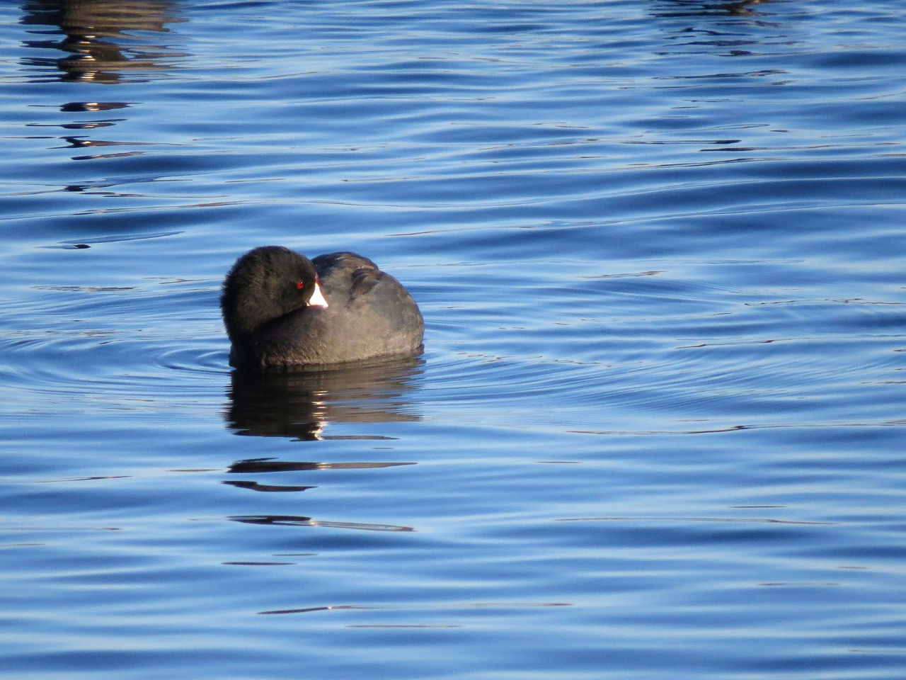 American Coot - Photo Fyn Kynd Photography