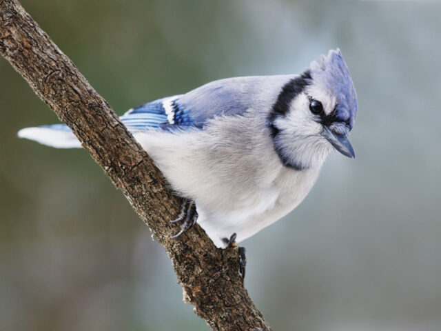 Blue Jay - Photo Shenandoah NP