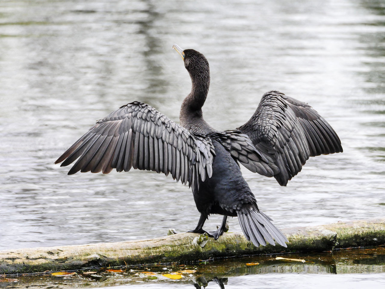 Double-crested Cormorant - Photo Ken and Nyetta