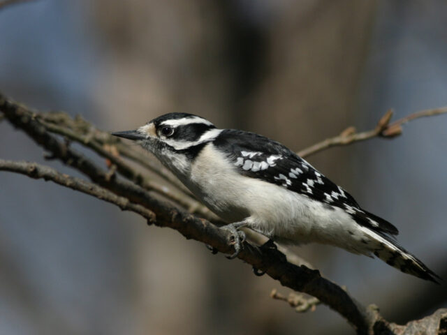 Downy Woodpecker (female) - Photo Earl Harrison