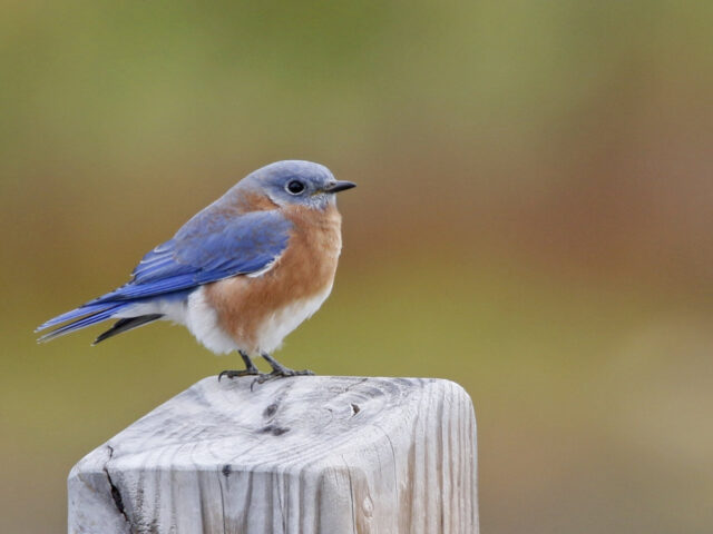 Eastern Bluebird - Photo Earl Harrison